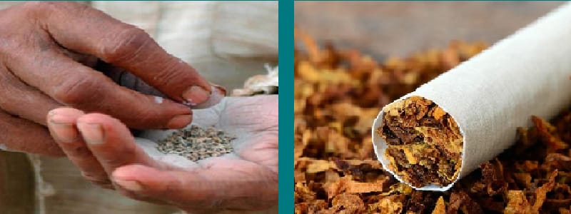 Visual showing how both Gutka and cigarettes lead to dangerous consequences.